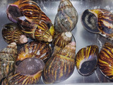 Escargot con macedonia de verduras