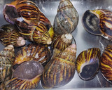 Foto del paso 1 de la receta: Escargot con macedonia de verduras
