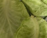 A picture of step 2 of Cabbage parcels.