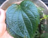 Foto langkah ke 1 dari resep Miang Kham.