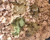 Bolognai szósz recept fázis 2 fotója