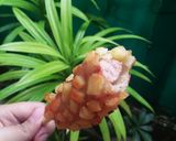 Foto langkah ke 9 dari resep Sotang (Sosis Kentang).