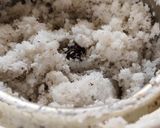 A picture of step 1 of Coconut milk.