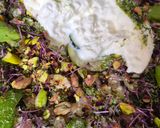 Une image de l'étape 5 de Carpaccio de courgettes, burrata fondante & pesto frais.
