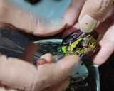 A picture of step 3 of Paan date mukhwas.