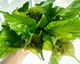 Gambar langkah 3 resipi Daun Mulberi Masak Lemak Kuning Fiber Creme.