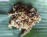 Foto langkah ke 5 dari resep Pepes Ikan Teri.