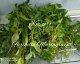 A picture of step 2 of Organic Sicilian Genovese Pesto.