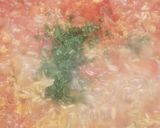 Foto del paso 9 de la receta: Arroz con Camarones de la Laguna de Rocha