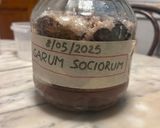 Foto del passaggio 2 della ricetta Garum Sociorum