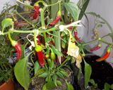 Foto del paso 5 de la receta Mojo rojo picón