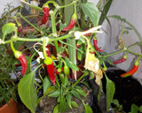 Foto del paso 5 de la receta: Mojo rojo picón