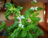 Foto del paso 1 de la receta: Salsa pesto con avellanas