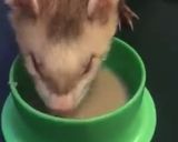 Foto del paso 10 de la receta: Sopipita de conejo para tu hurón mascota