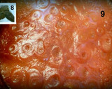 Foto del paso 4 de la receta: Tomate frito en olla rápida