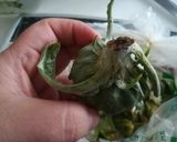 Foto del paso 1 de la receta: Como arreglar alcauciles