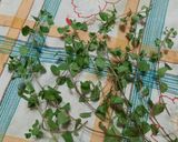 Foto del paso 6 de la receta: Vinagre de sidra con hierbas