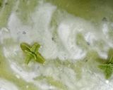 Foto del paso 30 de la receta 🍰Tarta de mojito🍸🌿🍋