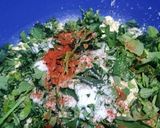 A picture of step 1 of Sattu Methi Bhakri.