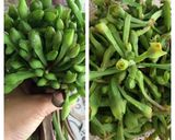 Foto langkah ke 1 dari resep Tauco Bunga Genjer.