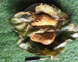 A picture of step 11 of Leaf Moi Moi.