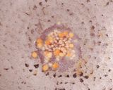 கேரட் தயிர் பச்சடி (Carrot thayir pachadi recipe in tamil) ரெசிபி ஸ்டேப் 2 புகைப்படம்