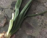 Foto del paso 1 de la receta: Pencas de cebollas con champiñones