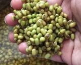 A picture of step 1 of Whole Moong with Garlic.