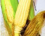 A picture of step 2 of Spicy lemon corn on the cob🌽اسپاٸسی لیمن کارن🌽.