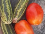 સલાડ (Salad Recipe In Gujarati)