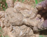 Foto langkah ke 1 dari resep Ayam Goreng Kandar #584.