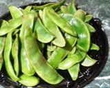 A picture of step 1 of Green Lima Bean Stew.