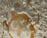 Foto del paso 1 de la receta: Focaccia sin manchar las manos