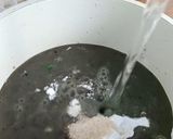 Foto langkah ke 2 dari resep Es Cendol Kecebong.