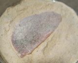 Foto del paso 3 de la receta: Milanesas de Peceto