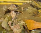 Foto langkah ke 3 dari resep Soto Daging Tanpa Santan.
