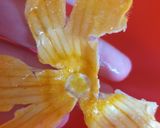 Foto del passaggio 3 della ricetta Fiori di zucca