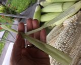 Foto del paso 1 de la receta: HUMITAS 🌽