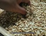 Foto langkah ke 2 dari resep RESEP KACANG OVALTINE / KACANG KUK / BENG BENG KACANG.