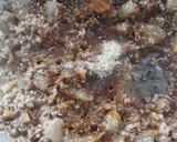 Foto langkah ke 4 dari resep #GA2 Mun Tahu Daging Sapi Cincang (Mapo Tahu Daging Cincang).