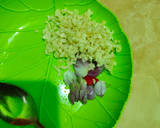 Foto langkah ke 1 dari resep Tumis kangkung tauge pedas manis (cocok untuk diet).