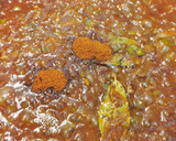 Foto del paso 9 de la receta: Guiso de Sepia con Albóndigas a la Catalana