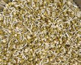 ફણગાવેલા મગ ના ઉત્તપમ (Sprouted Moong Uttapam Recipe In Gujarati) રેસીપી સ્ટેપ1ફોટો