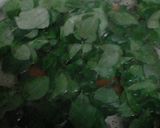 Foto langkah ke 3 dari resep Bening daun kelor.