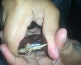 صورة لخطوة 2 من وصفة القسطل