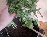A picture of step 2 of Enchiladas with black bean mole.
