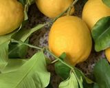 Une image de l'étape 1 de 🍊Kaki 🍅tiramisu 🍋🍋🟩au jus d'agrumes 🍹🥄.
