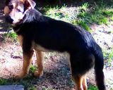 Foto del paso 5 de la receta: Torta cumple pichicho 🐕❤️