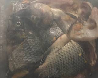 Ikan mujair bumbu kuning marinasi “24-7-20” langkah memasak 4 foto