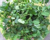 Hình bước làm 2 của món Cá Kèo Nấu Lá Giang